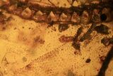 Fossil Reptile Skin and Vertebral Column in Amber - Myanmar #109517-2